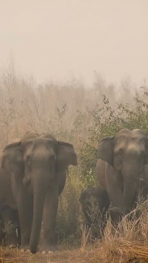 Video post by @bbcearth on Instagram