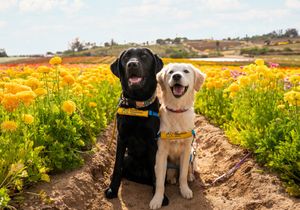 Image post by @canineorg on Instagram
