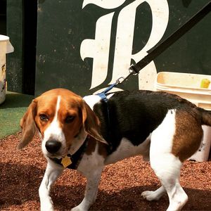 Image post by @riceathletics on Instagram