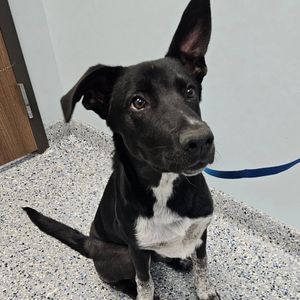 Image post by @northmeckanimalrescue on Instagram