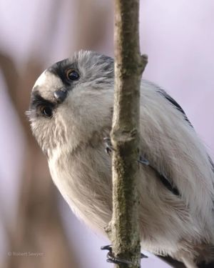 Image post by @rspb on Instagram