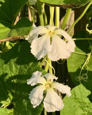 Image post by @ahs_gardening on Instagram