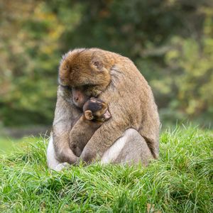 Image post by @animalplanet on Instagram