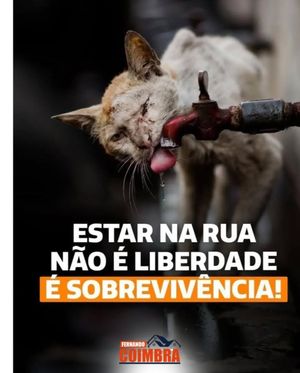 Image post by @fcfernandocoimbra on Instagram