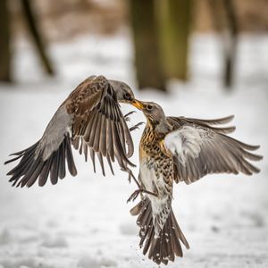Image post by @Discovery on Twitter