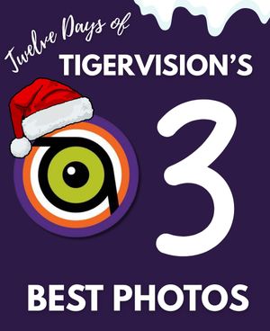 Image post by @cutigervision on Instagram