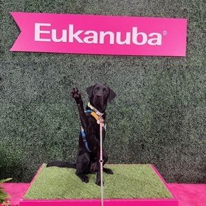 Image post by @canineorg on Instagram