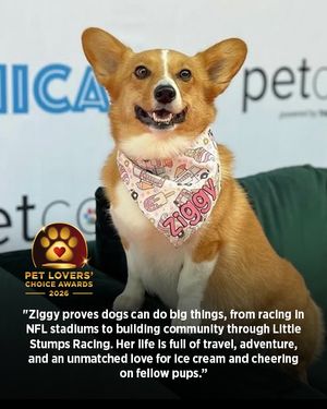 Image post by @ziggy_thecorg on Instagram