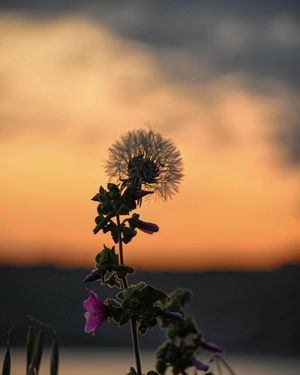Image post by @leafyaffair on Instagram