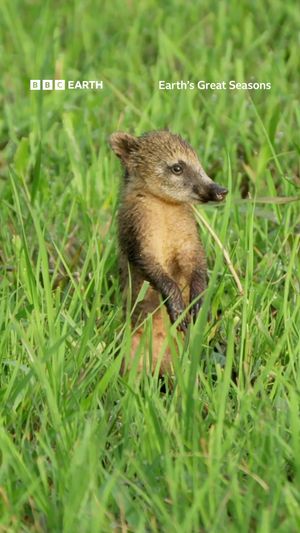 Video post by @bbcearth on TikTok