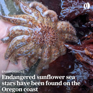 Image post by @theoregonian on Instagram