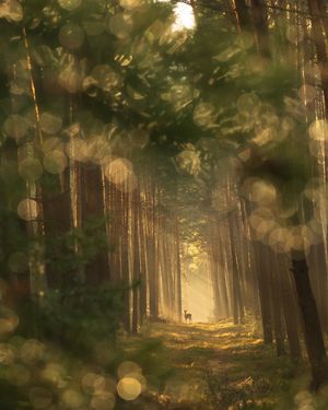 Image post by @tanczacachmura on Instagram