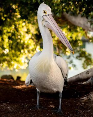 Image post by @seaworldaus on Instagram