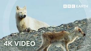 Video post by @bbcearth on YouTube