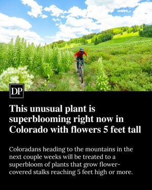 Image post by @denverpost on Instagram
