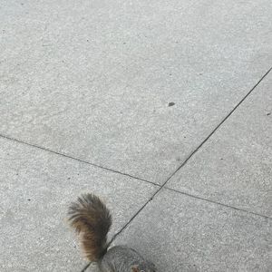 Image post by @squirrels.mizzou on Instagram