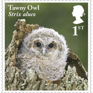 Image post by @rspb on Instagram
