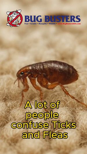 Video post by @bugbustersusa on TikTok