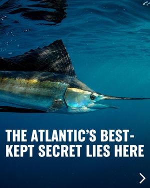 Image post by @greenpeace on Instagram