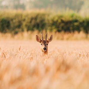 Image post by @animalplanet on Instagram