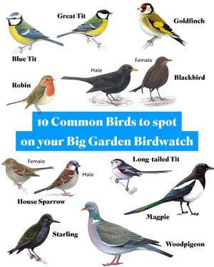 Image post by @rspb on Instagram