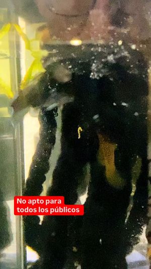 Video post by @aqualupi on Instagram