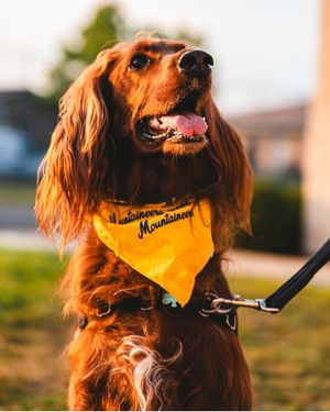 Image post by @wvumenssoccer on Instagram