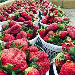 Image post by @southernbellefarm on Instagram