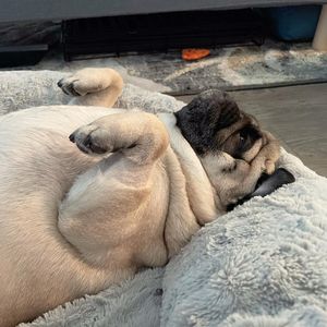 Image post by @pupcorntreats on Instagram
