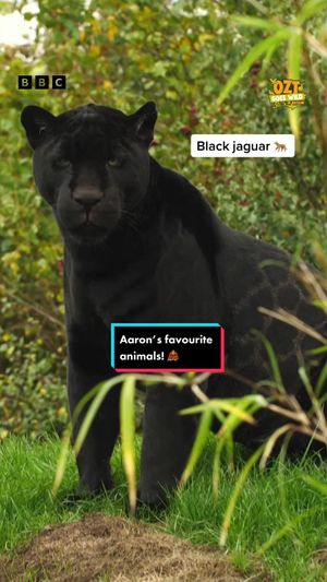 Video post by @cbbc on TikTok