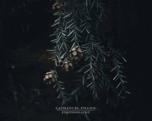 Image post by @Lathanuel Filliol Photography on Facebook