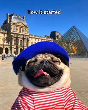 Video post by @dougthepug on TikTok