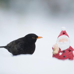 Image post by @rspb on Instagram