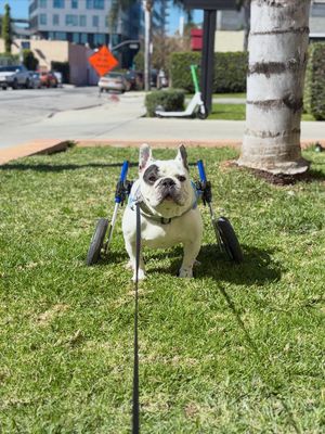 Image post by @walkinpets on Instagram