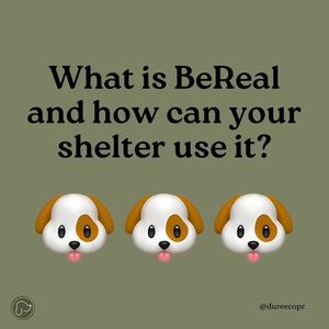 Image post by @yourfureverhome on Instagram