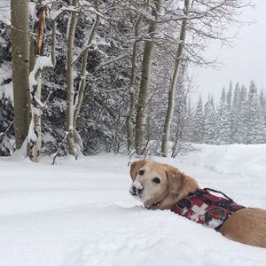 Image post by @pcski on Instagram