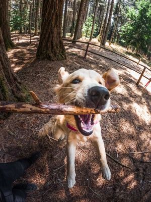 Image post by @gopro on Instagram