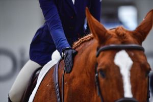 Image post by @auburnequestrian on Instagram