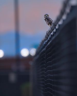 Image post by @hm_birds on Instagram