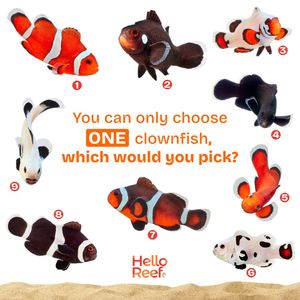 Image post by @helloreefaquarium on Instagram