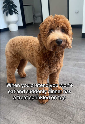 Video post by @tedflixnchill on TikTok