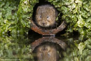 Image post by @rspb on Instagram