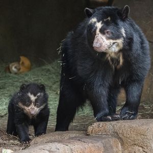 Image post by @sandiegozoo on Instagram
