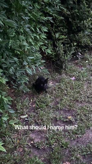 Video post by @.livemas on TikTok
