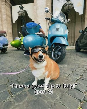 Image post by @ziggy_thecorg on Instagram