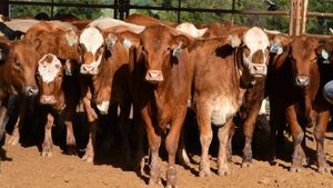 Image post by @txextension on Instagram