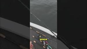 Video post by @lakeforkguy on YouTube