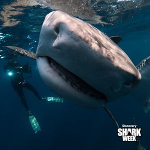 Image post by @sharkweek on Instagram