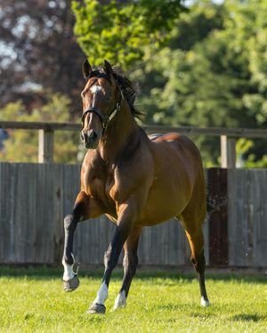 Image post by @juddmonte on Instagram