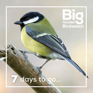 Image post by @rspb on Instagram
